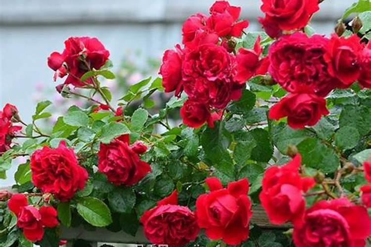 月季施肥诀窍有哪些