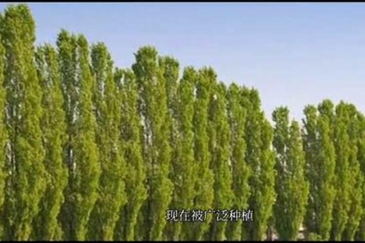 天鹰椒施什么钙肥最好