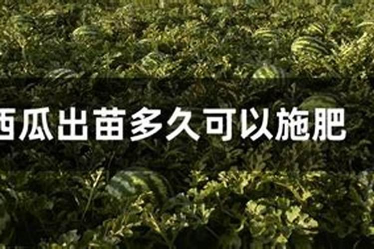种西瓜一般怎么施肥