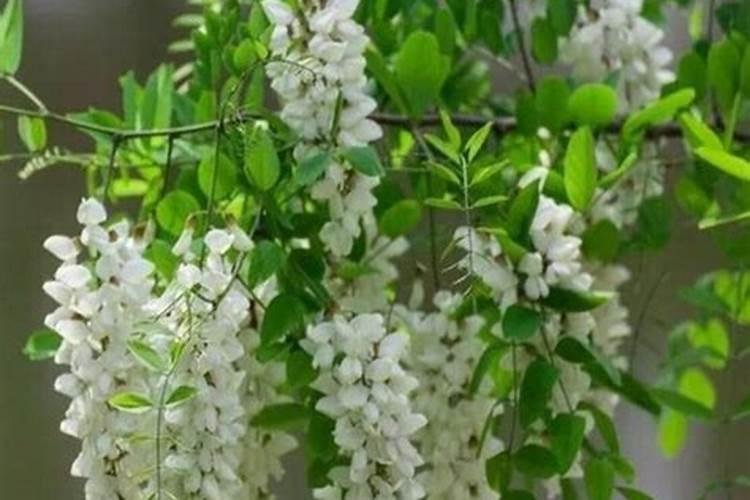 垂槐树小苗怎么施肥最好