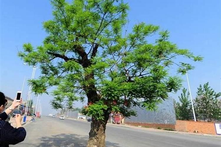 国槐施肥多久能吸收？