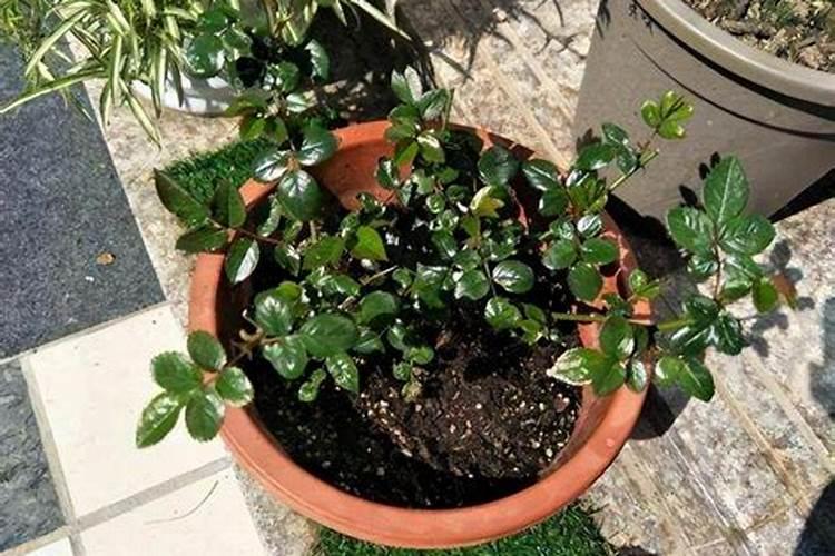 栀子花可以用复合肥吗