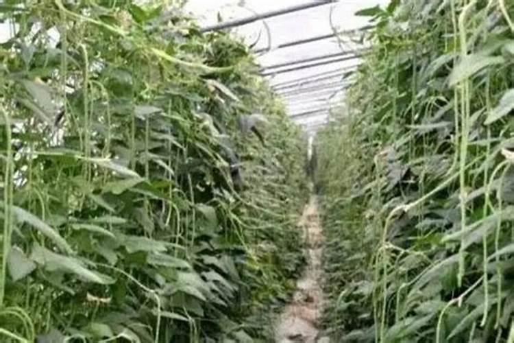 种植大蒜为什么大蒜会发臭？