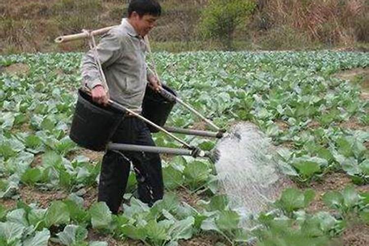 花卉叶面肥使用方法