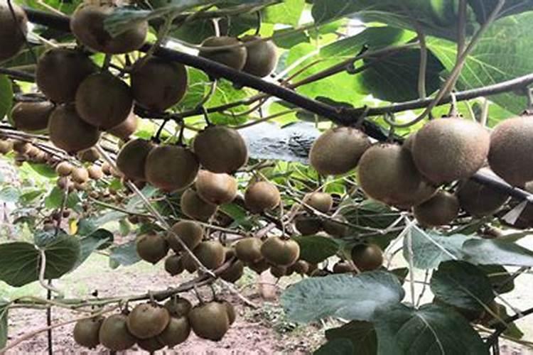 禹城市酶宝生物科技有限公司主要是做什么的？