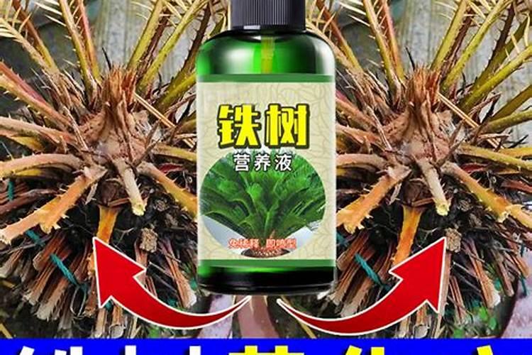 铁树用什么肥料比较好