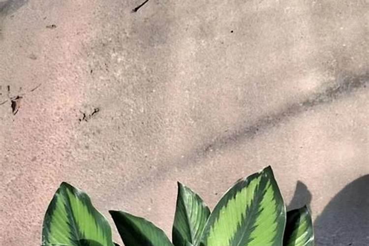 水稻快速脱氮的方法