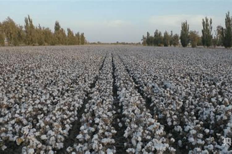 专家教你自制氮磷钾肥的方法