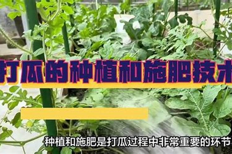 草莓施肥用什么肥料最好又可增产 用肥哪种最好