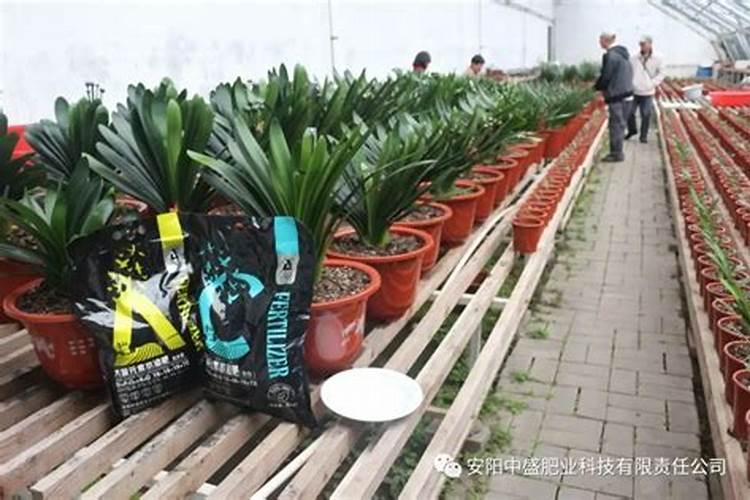 甘肃生姜种植区域