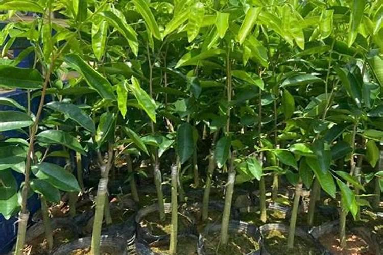 刚嫁接奇楠可以施肥吗