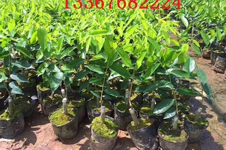 奇楠沉香树苗多少一棵