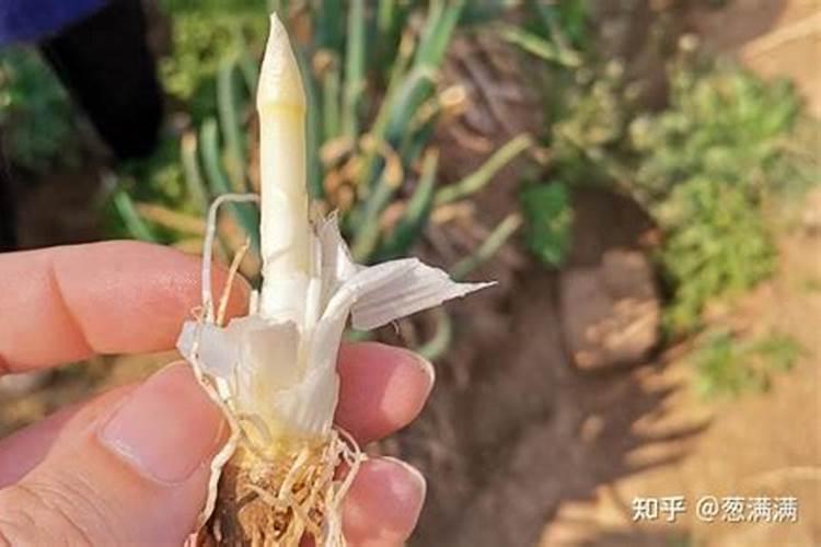 高氮肥料有哪些