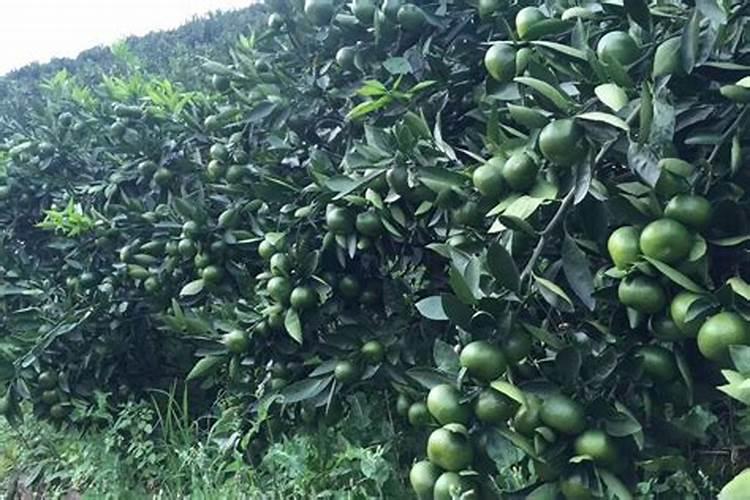 金润复合肥价格表