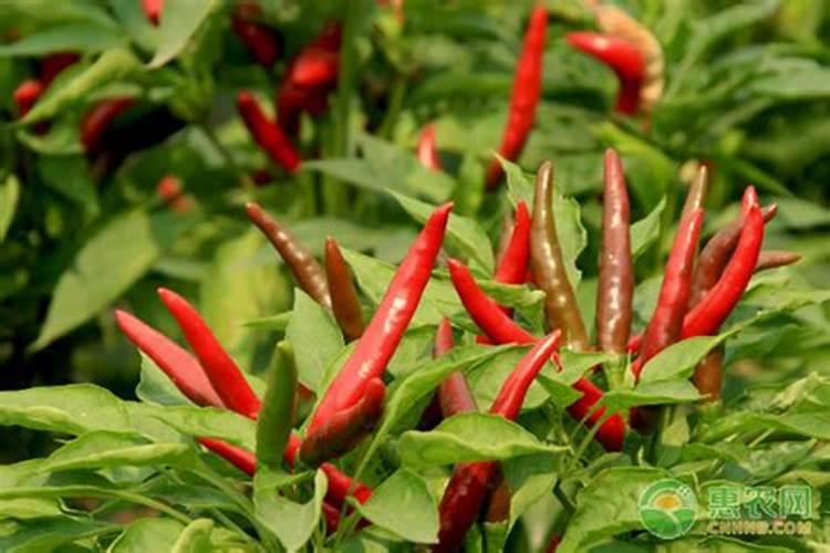 金琥球老长不大怎么办,补充光照追施液肥