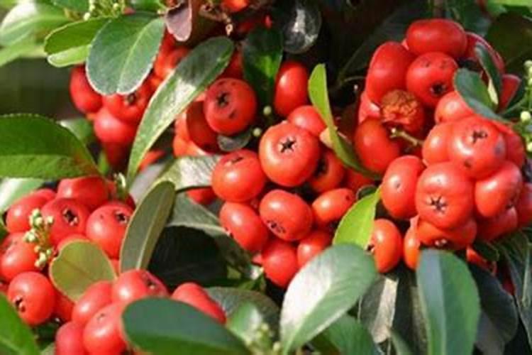 尿素可以做叶面肥喷槟榔树吗？