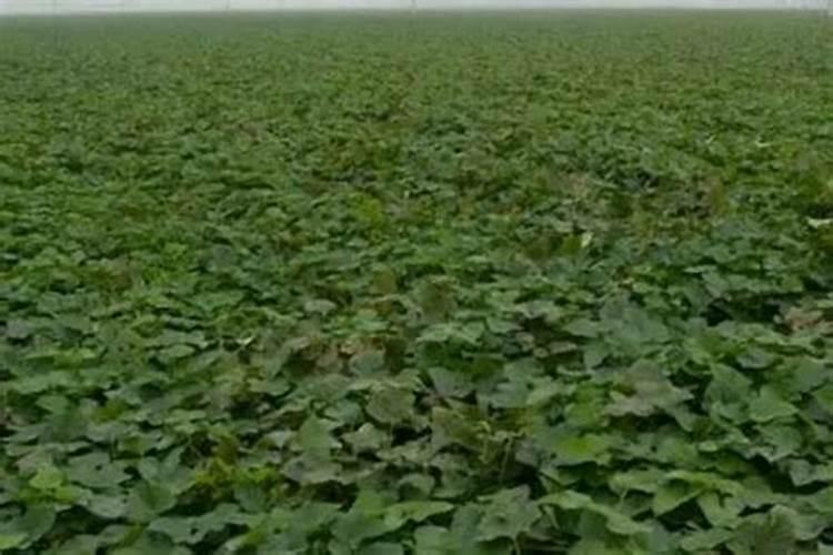 红薯苗成活后怎么施肥和管理