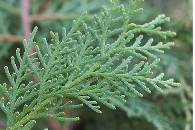 花卉刚上完速效复合肥能不能晒太阳？