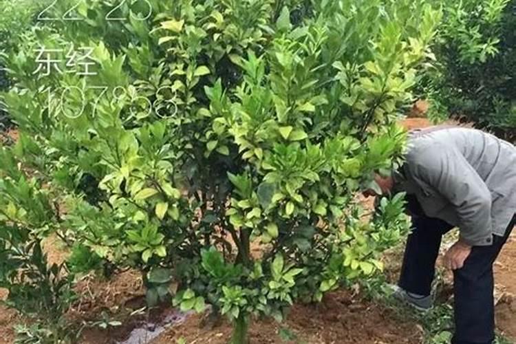 花芽分化用什么叶面肥