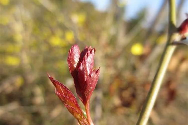 花芽分化用什么叶面肥