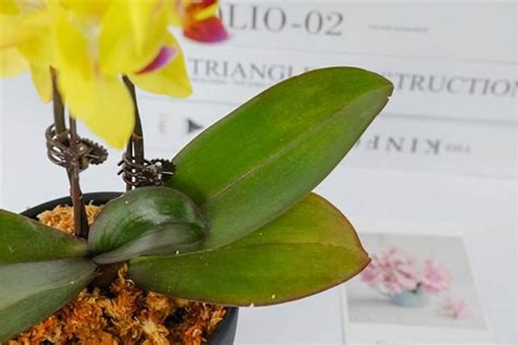 花卉缺磷怎么办