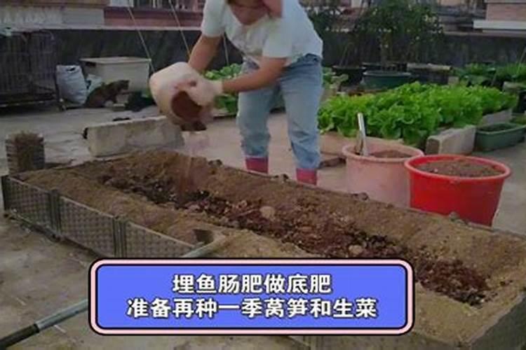 在种植小青菜的时候,怎样科学的施肥和用药呢？