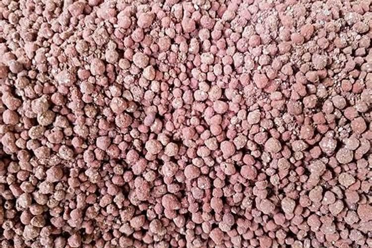 小丽花花开败怎样修剪