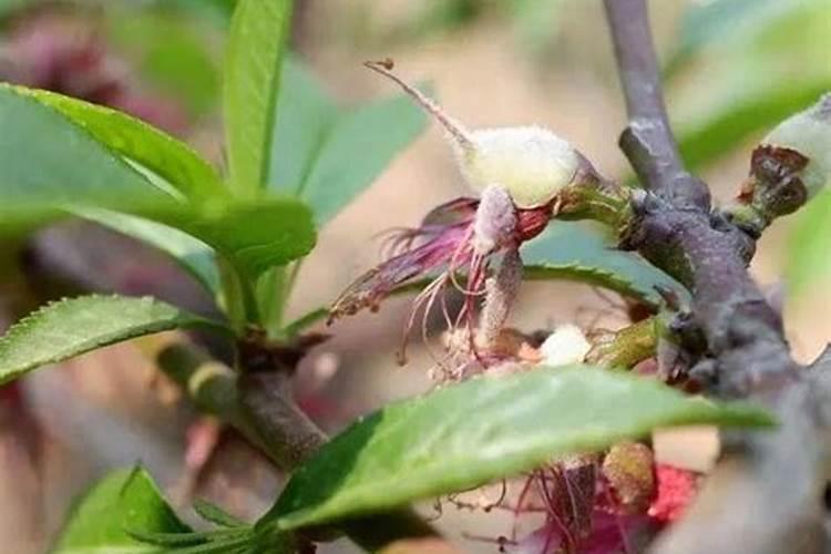 高磷肥料有哪些 什么是高磷肥