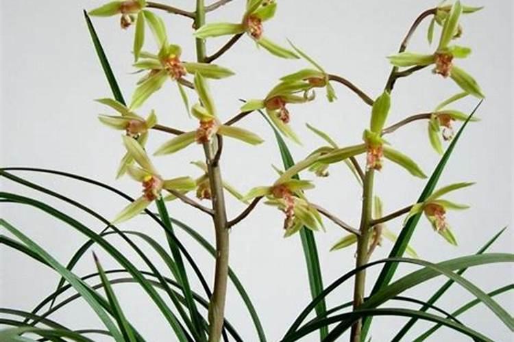 生蚝壳能不能放入月季花？