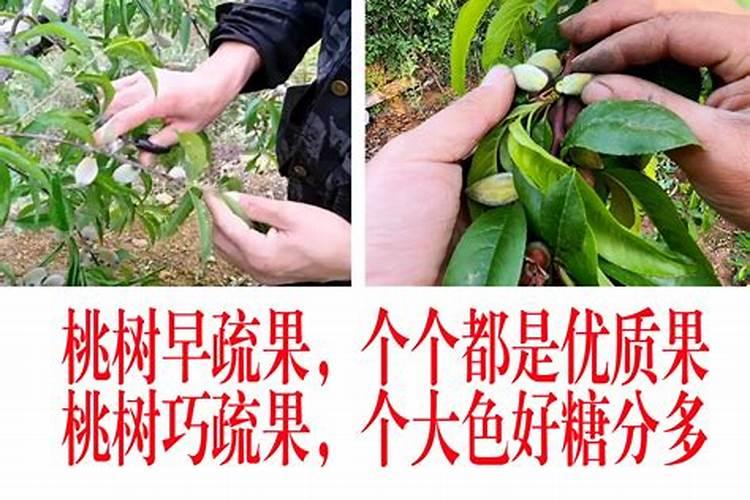 多肉植物用什么肥料好