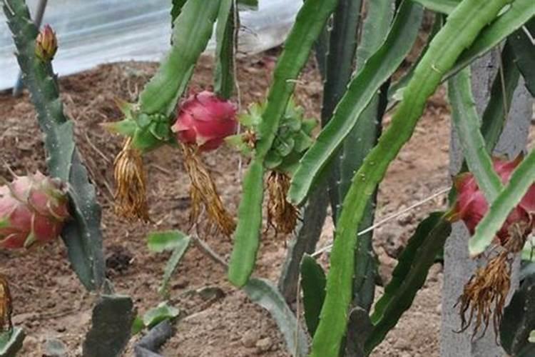 酸枣树民间用法