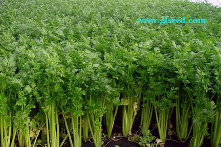 大棚芹菜种植技术