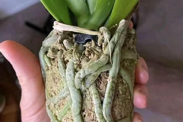 蝴蝶兰花败后怎样处理