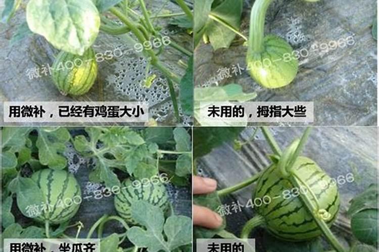 西瓜种植具体步骤
