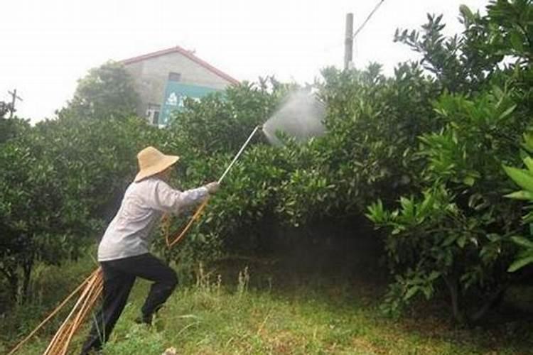 新买的树桩月季怎么养