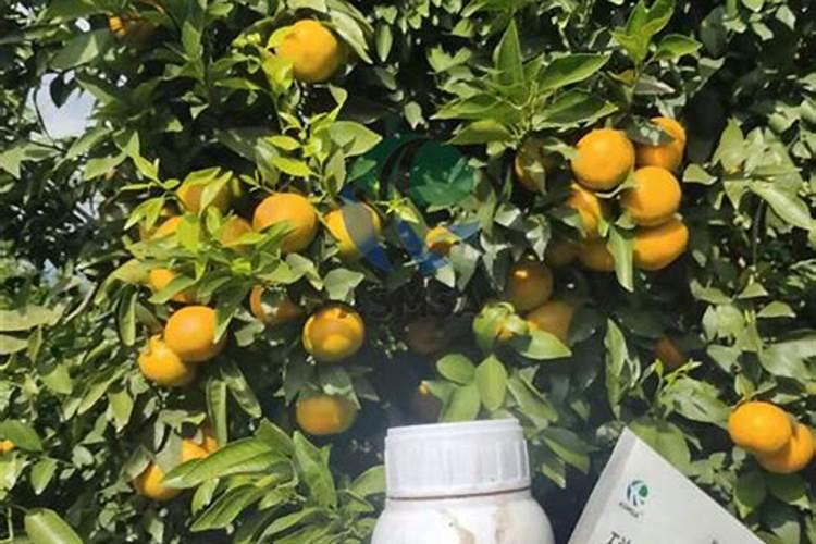 辣椒膨果期如何施肥？辣椒使用什么叶面肥好