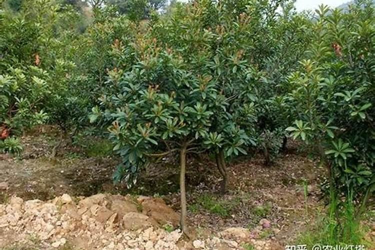 杨梅树什么时候施肥,杨梅树如何施肥