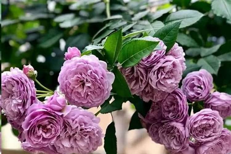 月季开花了还要施肥吗