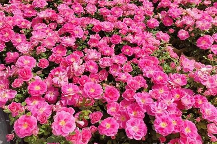 中国氮肥利用率是多少？