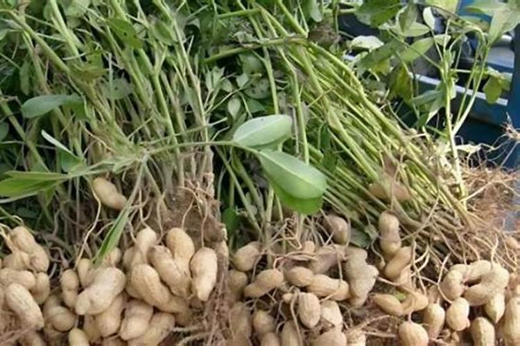 火龙果高产种植技术!火龙果幼苗施什么肥？