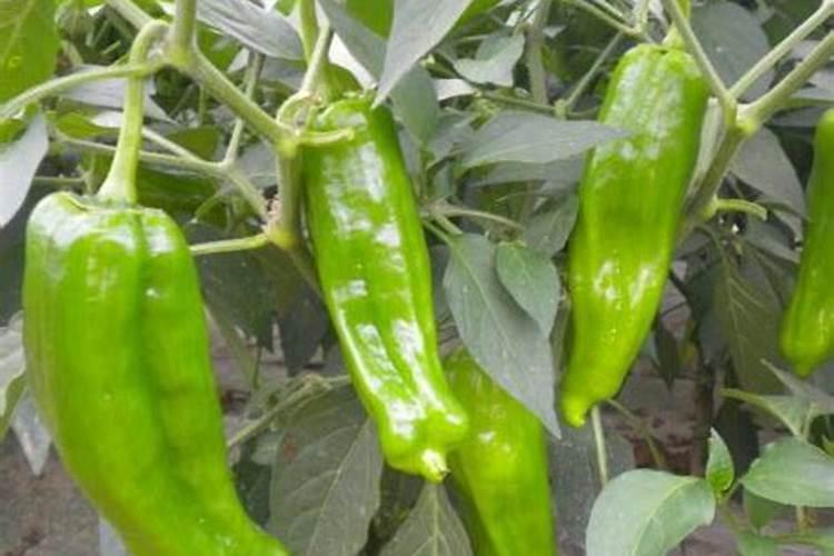 火龙果需要什么肥料 时间久了盆土都会溢出