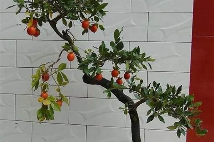 金弹子施什么肥最好