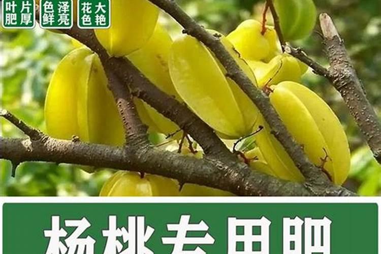 杨桃施什么肥最好