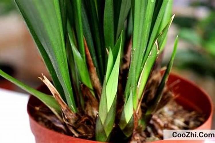 芡实的种植技术方法 在浅水稻田种芡