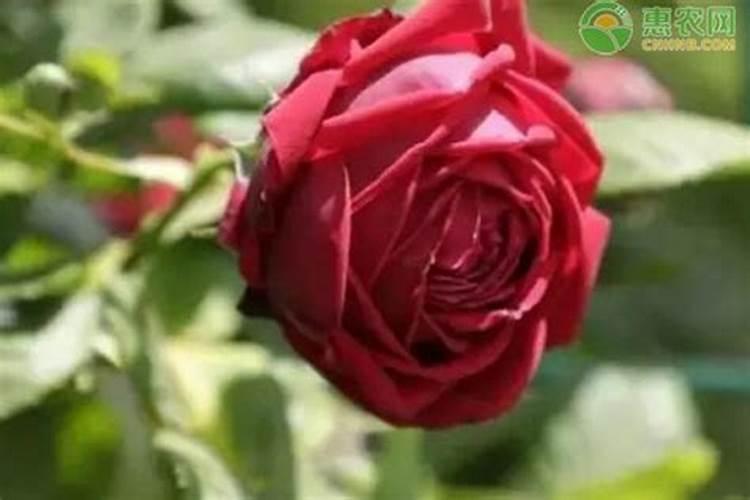 牡丹吊兰夏天怎么浇水