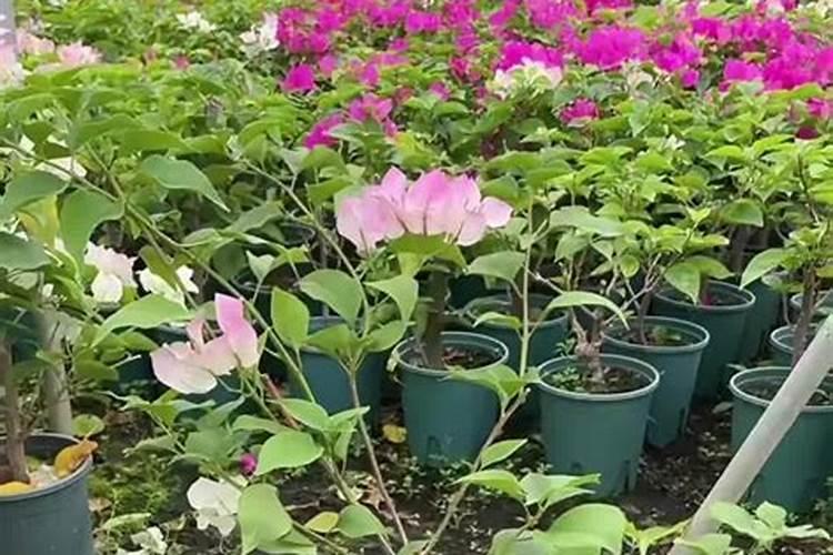 三角梅用什么肥料开花(三角梅施肥的正确方法)