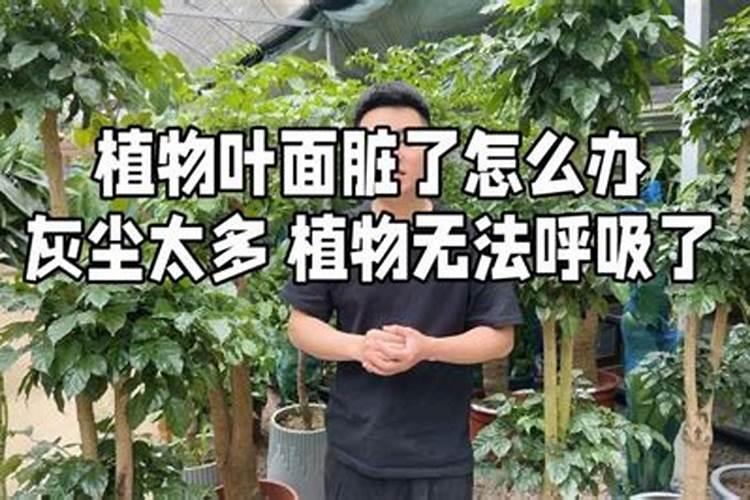 辣椒苗期发生叶面肥害有哪些表现？发生肥害后怎么办？