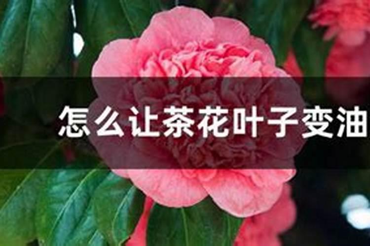 新上盆的茶花用复销酸钠和芸苔素浇行不行啊？