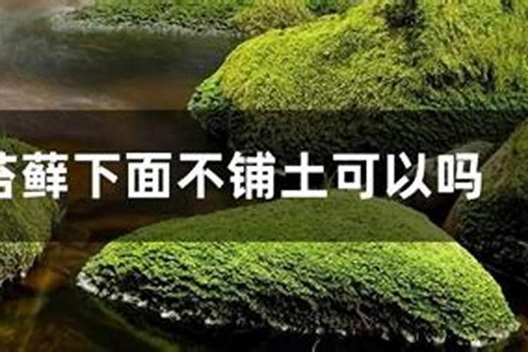 茶花移栽后叶子发黄怎么办？