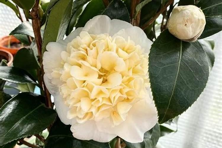 刚买的茶花,要怎么养殖？？？